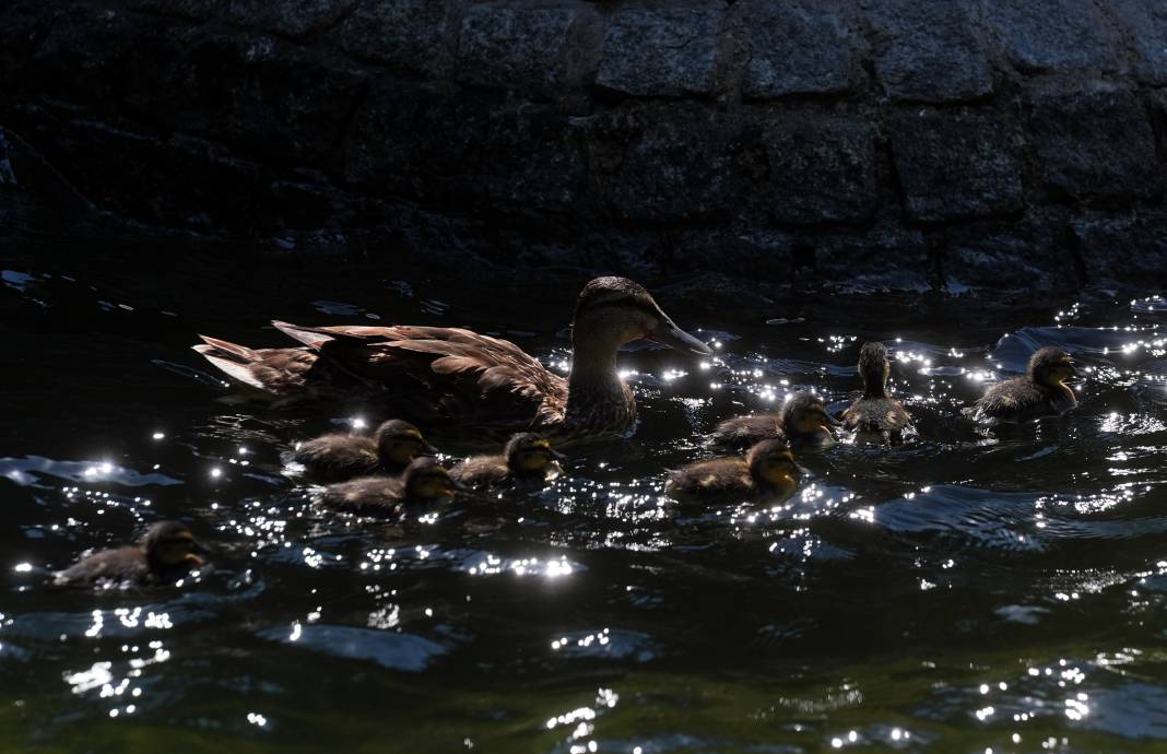 Kuğulu Park'ın sevimli ördek yavruları suya dalış yaptı 5